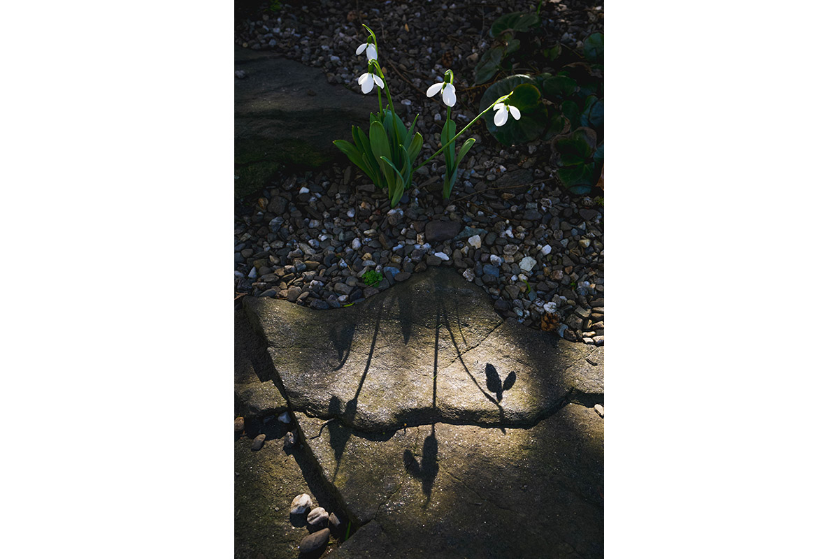 Small white flowers cast shadows in the sunlight.