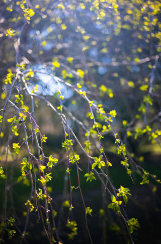 A close-up photo of bright, sunny green leaves on woody stems