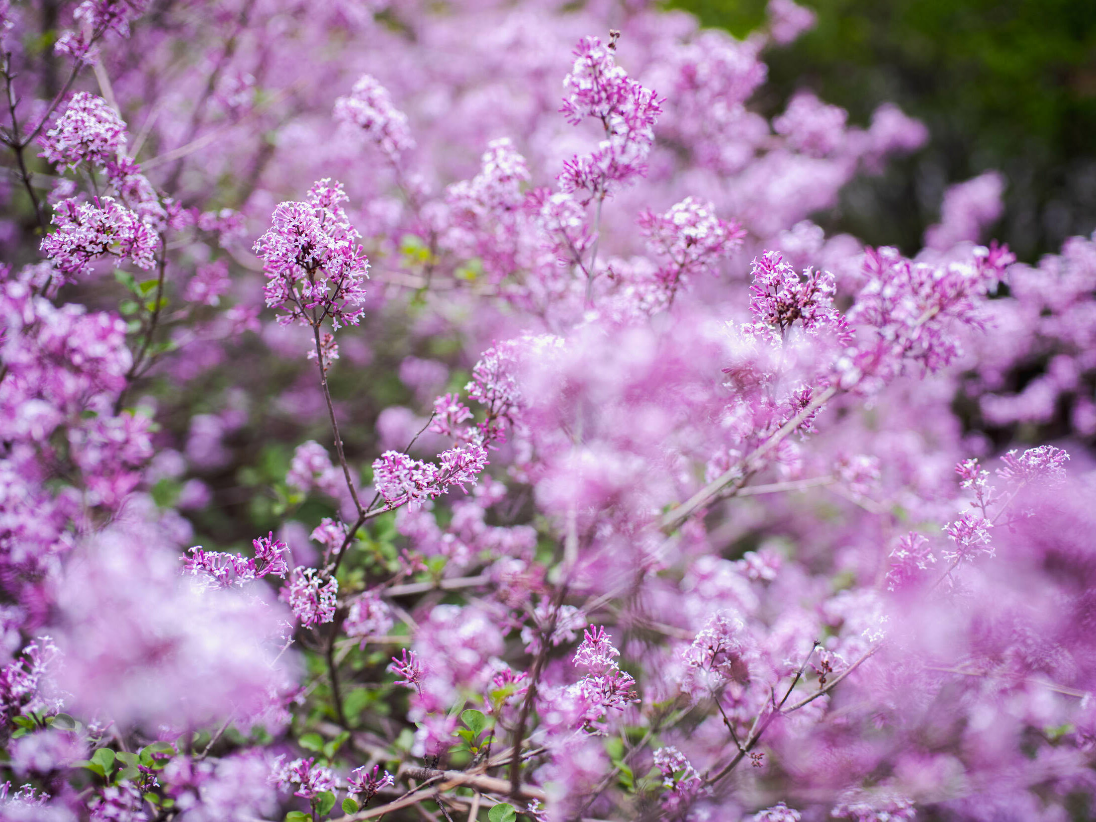 Bright pink and purple flowers in bloom