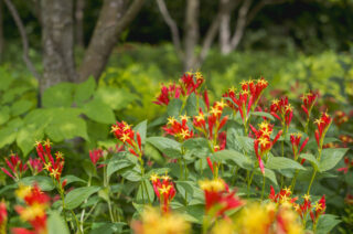 A bunch of red flowers with yellow centers.