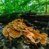 An orange shelf fungus grows on a fallen log in the woods