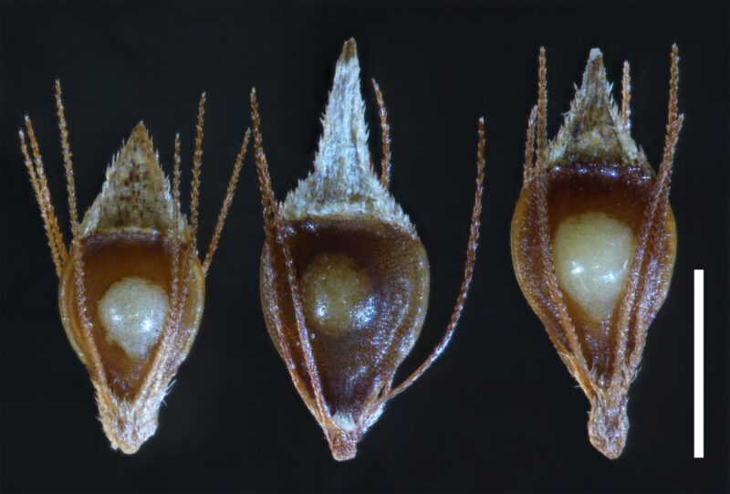 Three small plant fruits in brown, viewed under a microscope