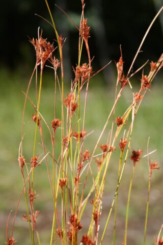 A spindly orange plant grows along multiple stems