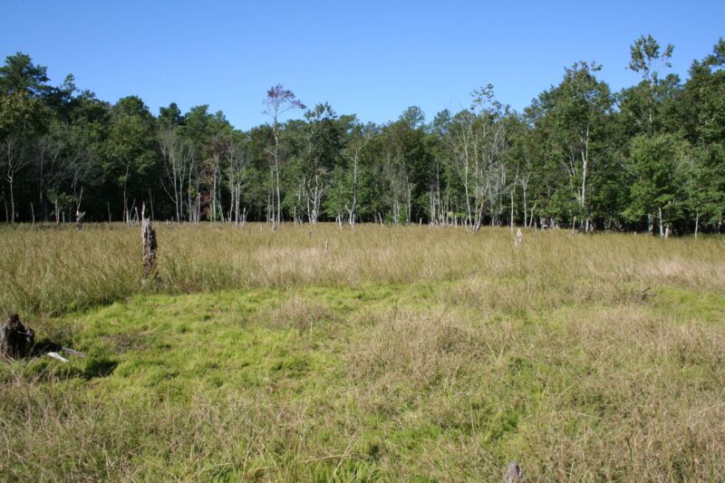 A sunny meadow of grasses and reeds