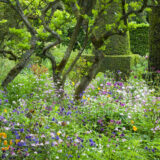 A lush green garden of wildflowers