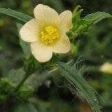 A yellow flower among green foliage