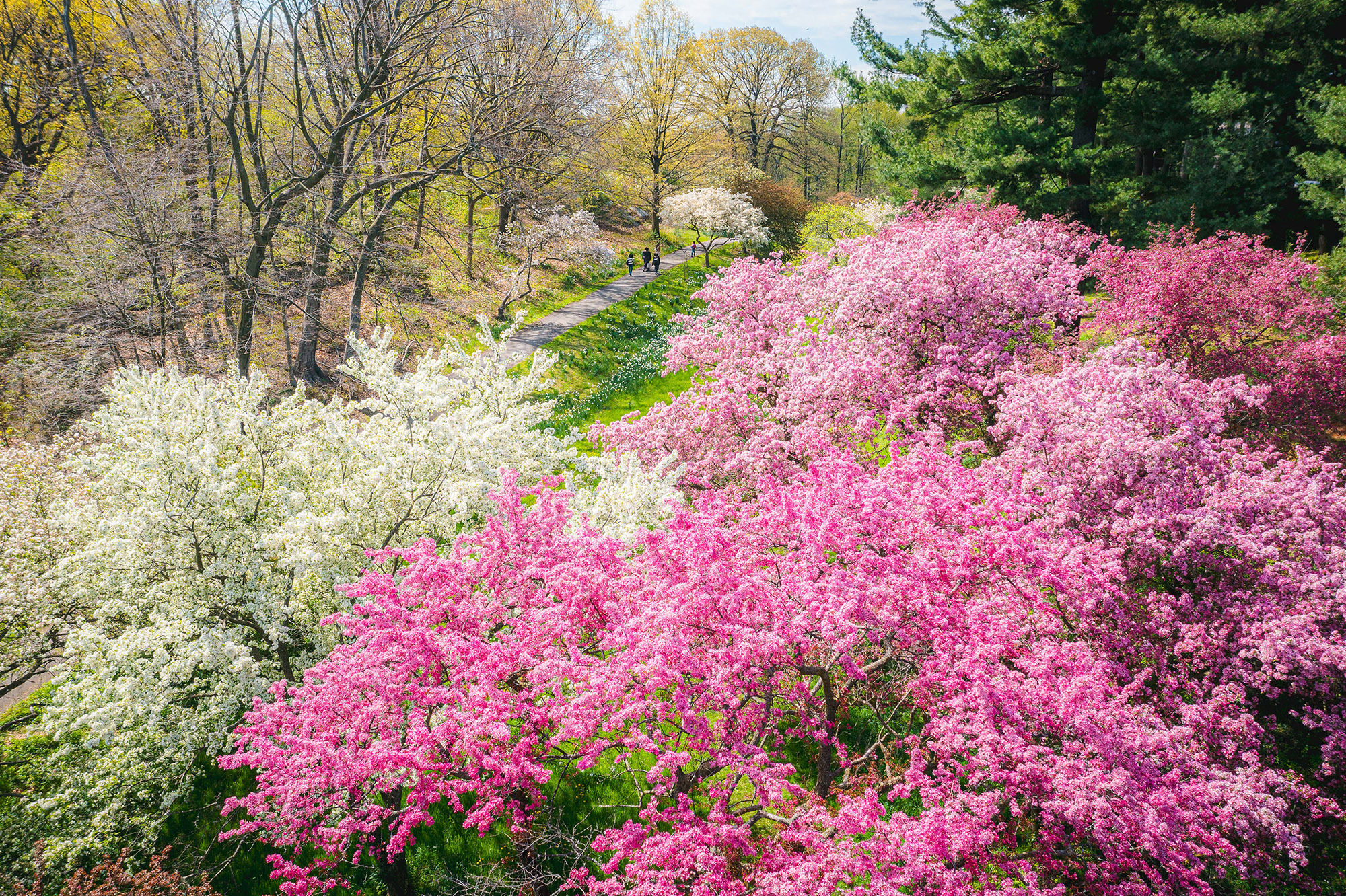 An aerial view of spring trees blooming in pink and white