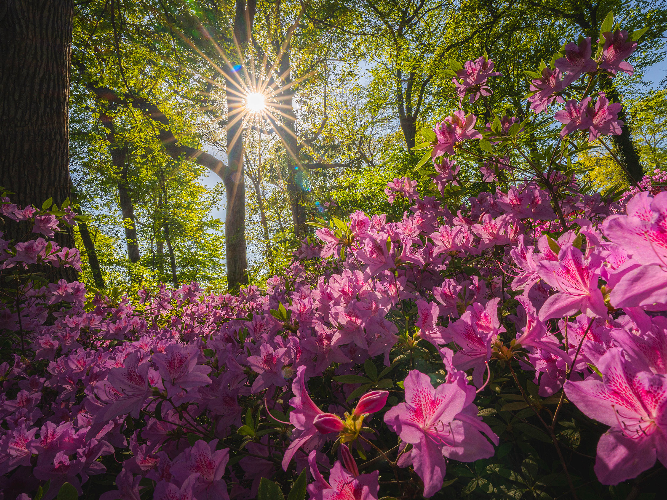 Bright fuchsia flowers bloom in a sunny forest setting