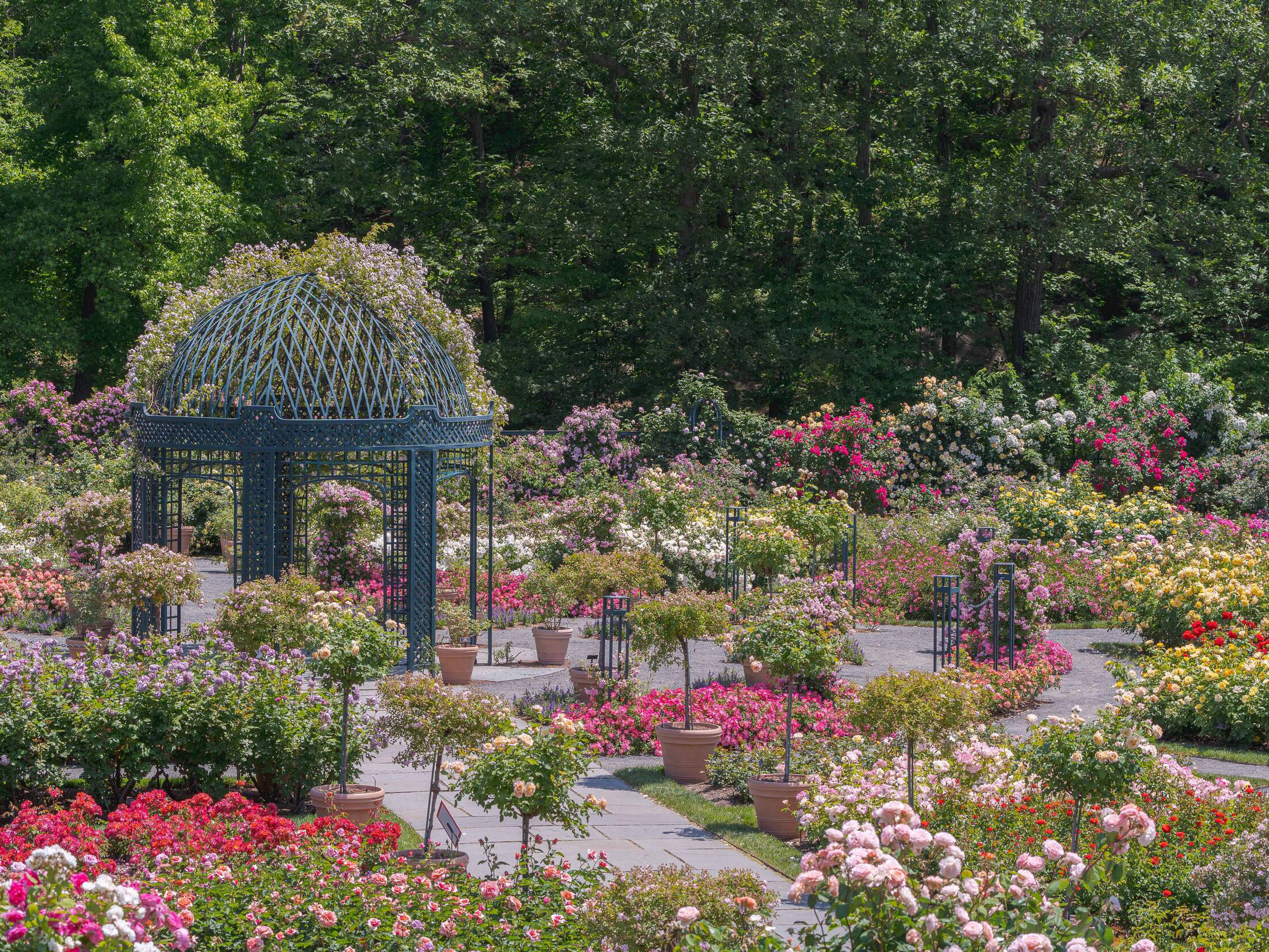 A view of a colorful rose garden in full bloom, with a green pergola in the center