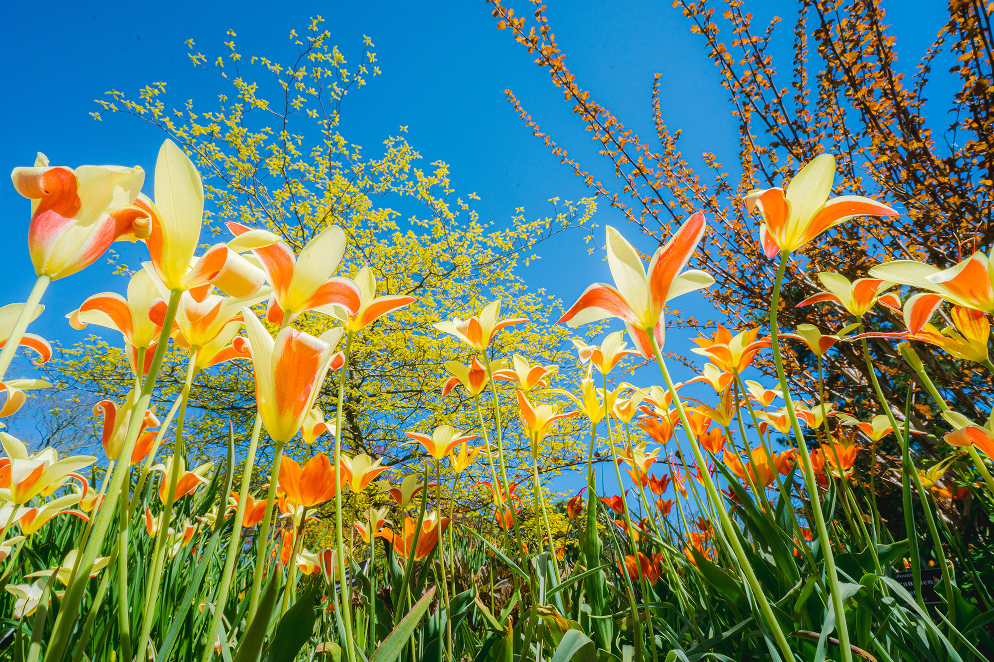 Orange and yellow flowers bloom under a rich blue sky