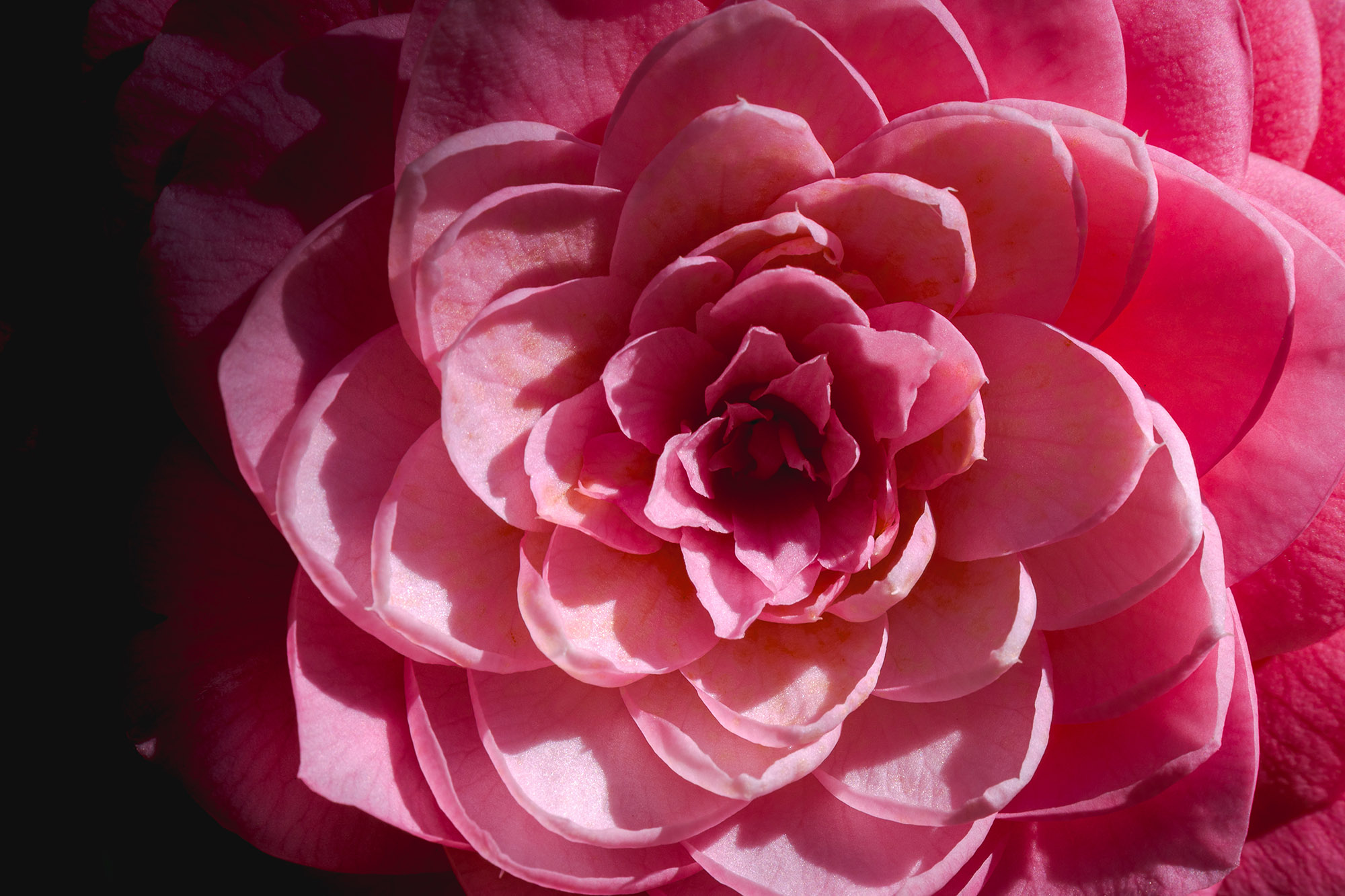 A pink flower with rows of concentric petals