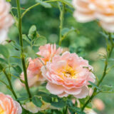 A series of pale pink roses in bloom