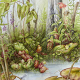 A bright, green illustration of pitcher plants growing in a sunny forest