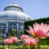 Pink aquatic flowers bloom in front of a large white conservatory dome