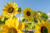 A collection of enormous yellow flower sculptures outside on a sunny day