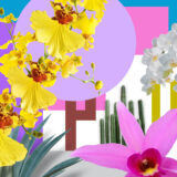 Pink, yellow, and purple artwork depicting colorful orchids