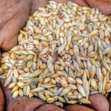 alex mcalvay maslins 2 1.1