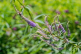Purple flowers grow in long tendrils