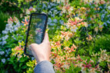 A person uses a smartphone to photograph orange flowers