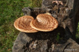 A pair of brown shelf mushrooms growing on a tree trunk