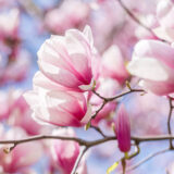 Bright pink and white flowers bloom under a blue sky