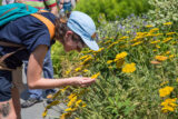 A person bends down to inspect a bright yellow flower on a sunny day
