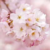 Bright pink blossoms blooming in abundance