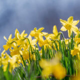 A bunch of bright yellow flowers blooming among green foliage