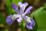 A purple and white flower above green vegetation