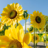 Large yellow sunflower sculptures in front of blue sky