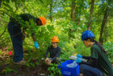 Three people in hard hats do research in a green forest