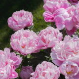 A collection of bright pink flowers blooming in the sun