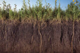 A cross-section of land showing plant roots growing into brown soil