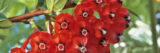 A collection of small red flowers with star-shaped centers