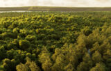 An image of a dense forest with many green trees.