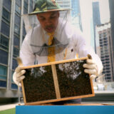 A person in a beekeeping outfit works with a hive