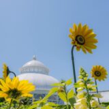 The Conservatory Lawn will be blooming with a massive field of monumental sunflower sculptures by artist Cyril Lancelin alongside living sunflowers and other plants