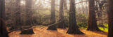 A collection of tall trees standing in the morning sunlight