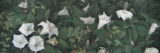 A painting of pale white flowers among deep green foliage