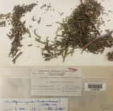 A dried plant labeled for an herbarium specimen