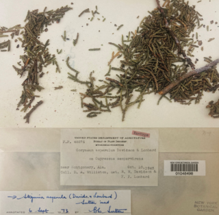 A dried plant labeled for an herbarium specimen
