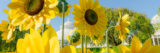 Large sunflower sculptures stand in the sun