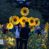 Visitors enjoy the field of real and sculptural sunflowers during Starry Nights mco dsc03787 web