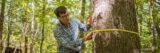 A person uses a measuring tape to measure the diameter of a tree in a forest on a sunny day