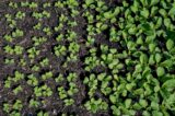 A bed of sprouts.