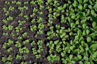 A bed of sprouts.