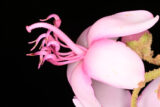 A pink flower on a black background