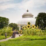 Visitors strolling through a field of real and sculptural sunflowers in the Conservatory Lawn