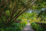 A long path surrounded by green trees and pink flowers.