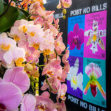 Bunches of bright pink and purple flowers hang next to posters of flowers plastered under the words "Post No Bills"